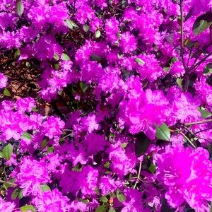 Panties for C 💕🧡💚